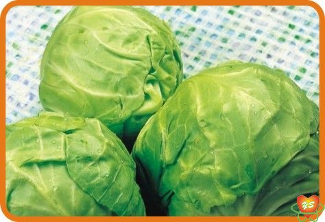 蔬菜配送-食材采購（gòu）-牛心菜