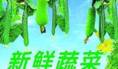 汕頭（tóu）蔬菜配送（sòng）：敢為天下“鮮（xiān）”